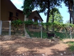Fenced Dog Run