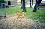 Fenced Dog Run