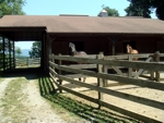 Four-Stall Horse Barn with Paddocks