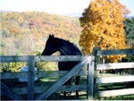 Mini Horse Farm with Corral
